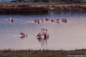 Flamingos at Laguna Munez Bird Park