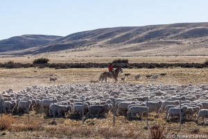 Gaucho and dogs rounding up sheep