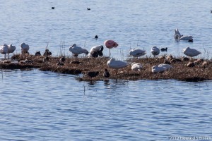 Birds on Lago Argentino