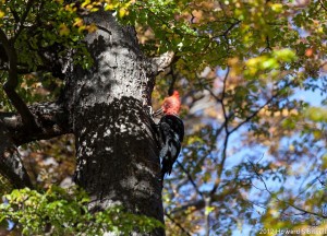 Megellanic Woodpecker