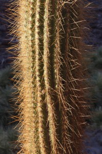 Giant Cardon cactus